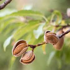 تصویر 1 از خرید عمده بادام مامایی از باغدار + کاملاً شیرین و خوش‌طمع